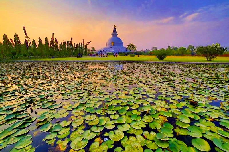 lumbini-lotus-pond