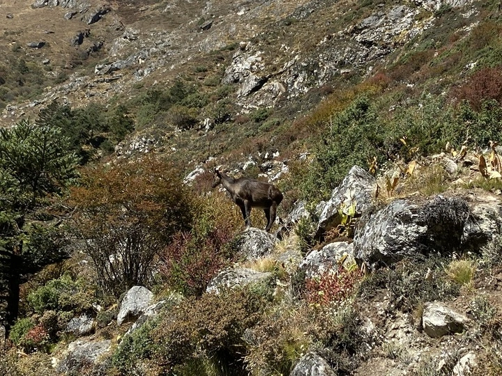 himalayan-thar-ebc