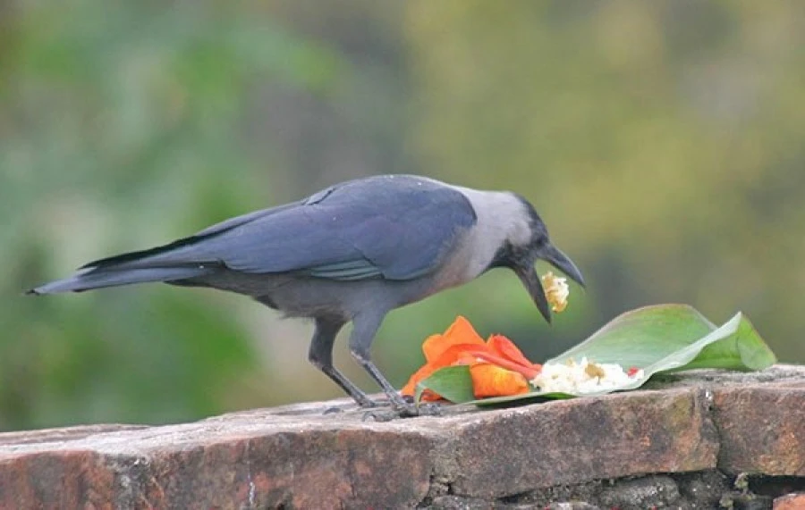 crow-tihar-festival