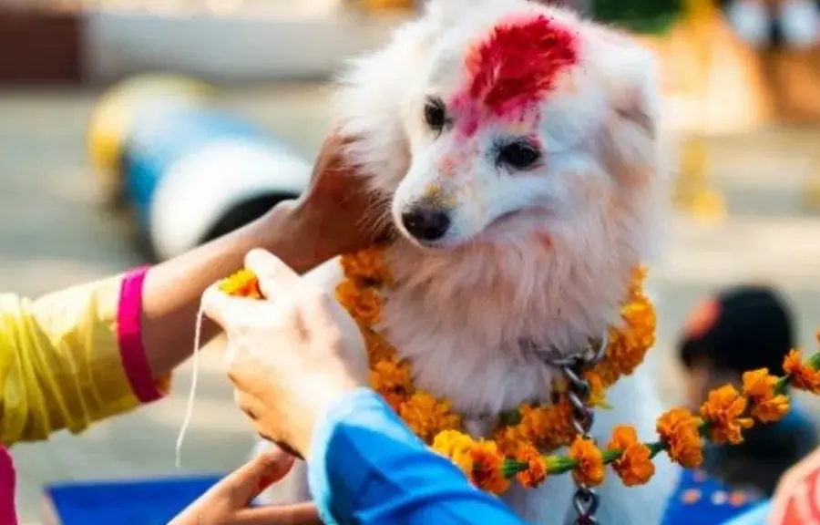 dog-tihar-festival